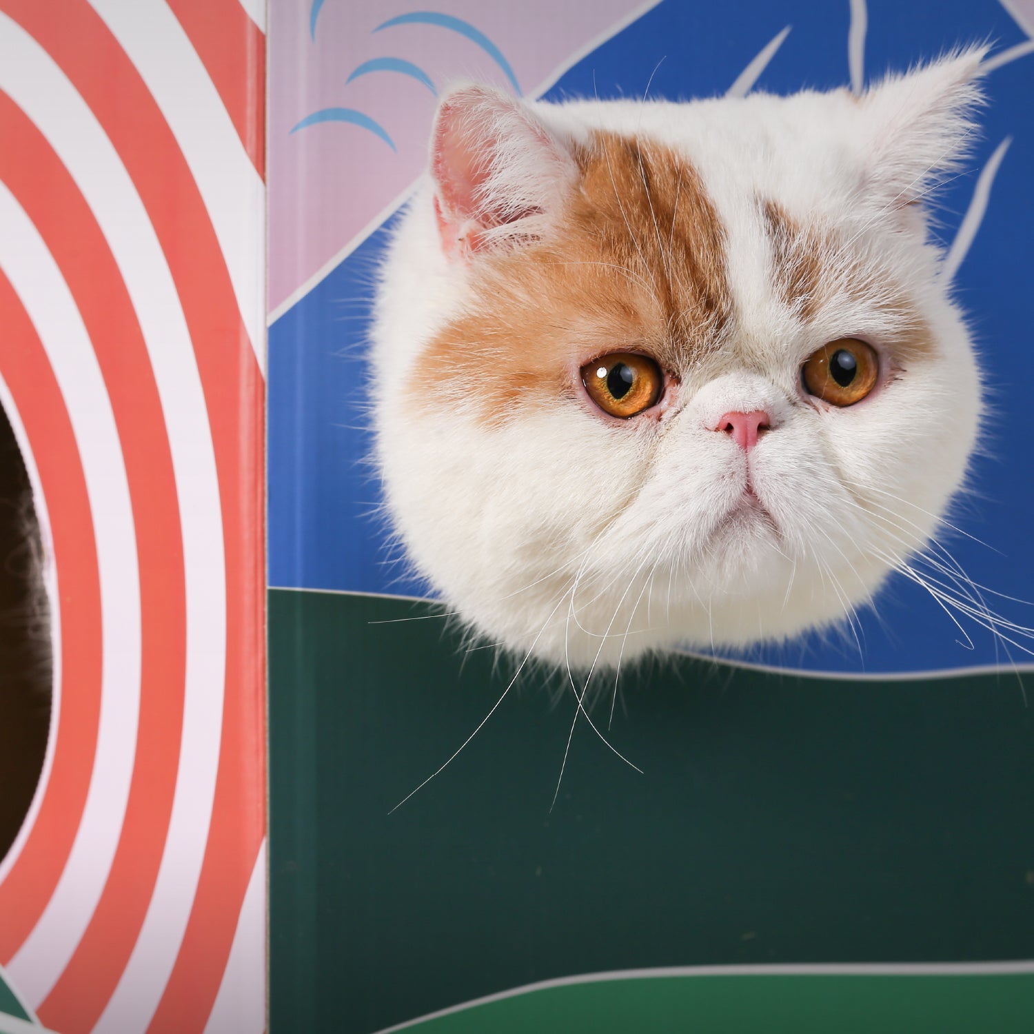 Cat House Scratcher