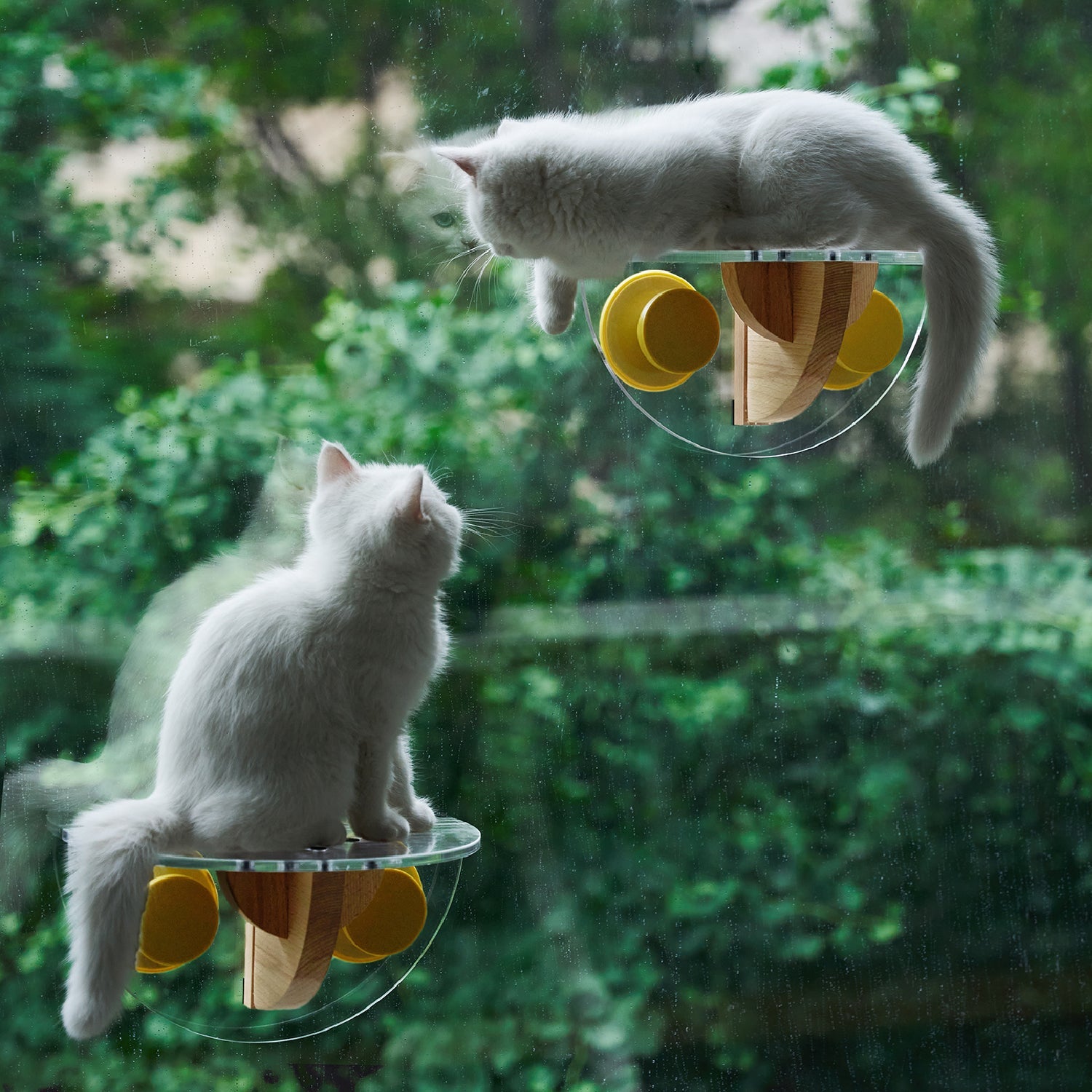 Cat Window Perch - Sunbathing Time