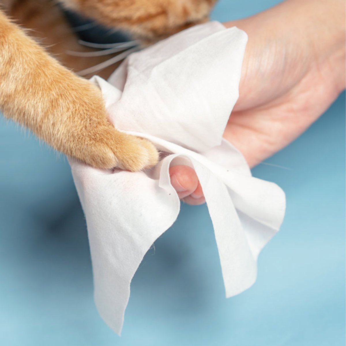 pidan Pet Wet Wipes – Travel Pack (10 Sheets per Pack, 10 Packs, Total 100 Sheets)
