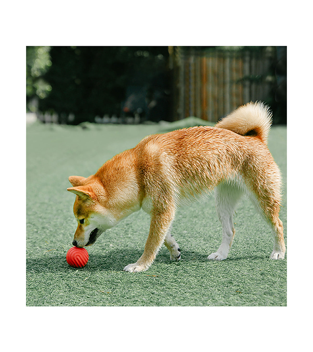 pidan Dog Toy Ball