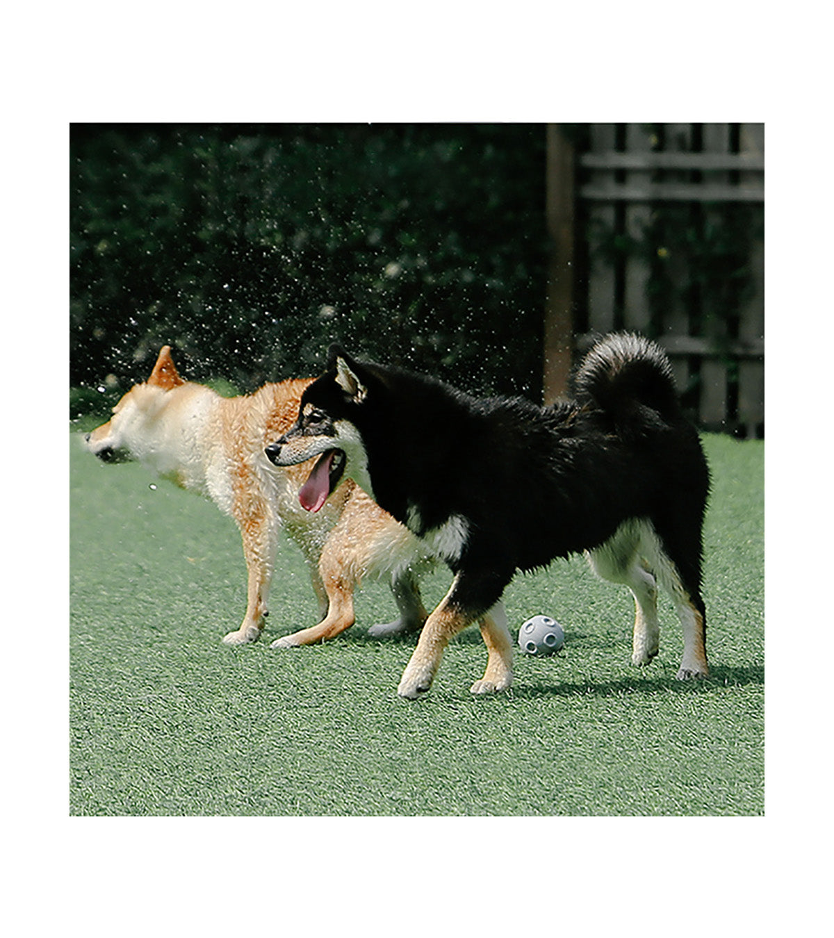 pidan Dog Toy Ball